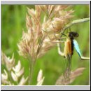 Ischnura elegans - Grosse Pechlibelle 07.jpg